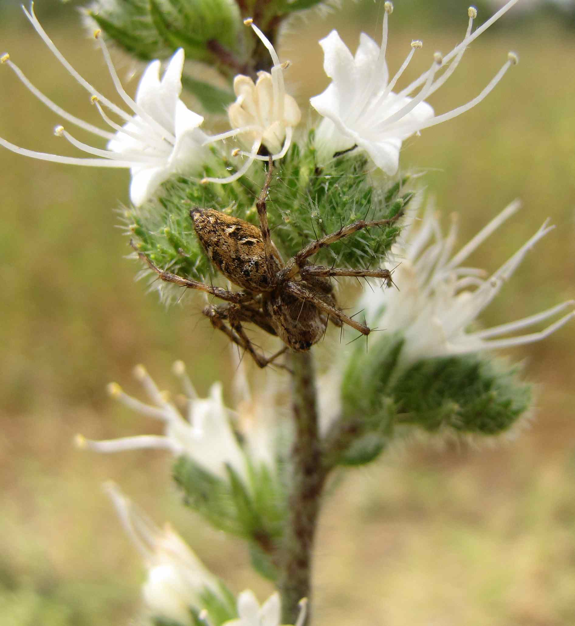 Oxyopes sp.